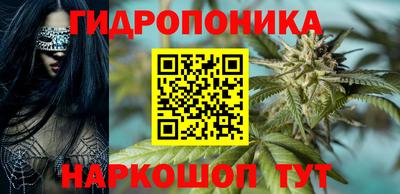 гашик Кингисепп