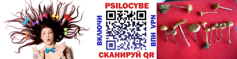 блэк спрут зеркало  Шадринск  Псилоцибиновые грибы GOLDEN TEACHER 